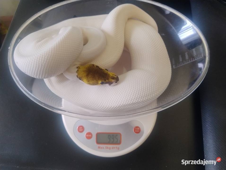 Samica Pyton Królewski Pastel Cinnamon Pied Jelenia Góra