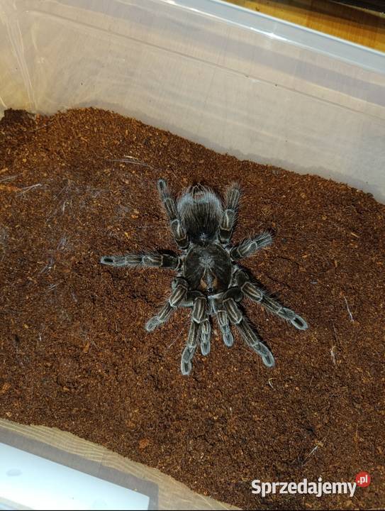 Pamphobeteus machalla