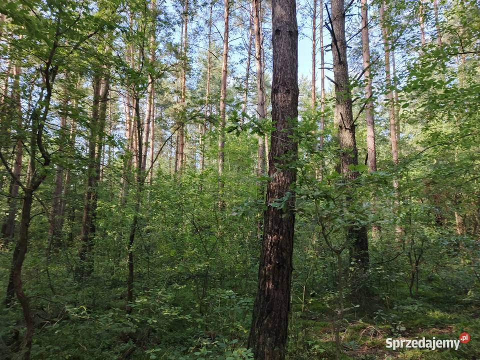 Sprzedam Las Sarnowo