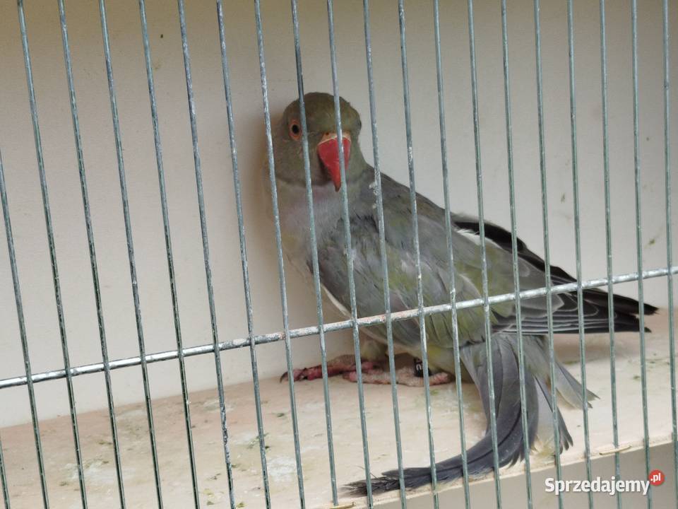 Aleksandretta stalowozielona GO 2025 r Brzeziny