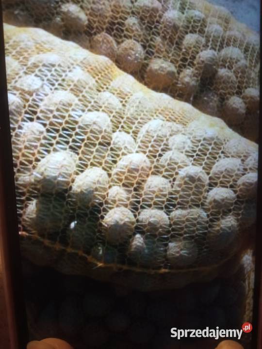 Sprzedam ziemniaki Astana typ sadzeniaka Kiełczyna