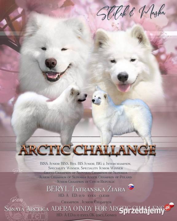 Samoyed odbiór na Święta Bożego Narodzenia Izabelin B