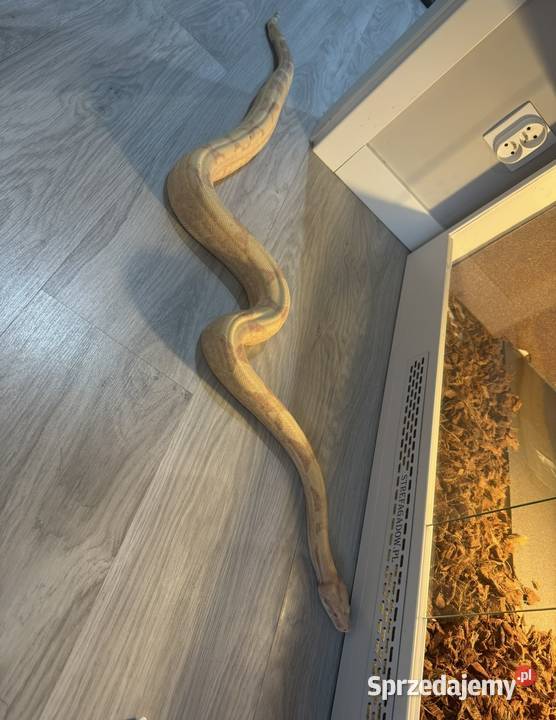 Boa Imperator Sunglow Kahl Bydgoszcz sprzedam