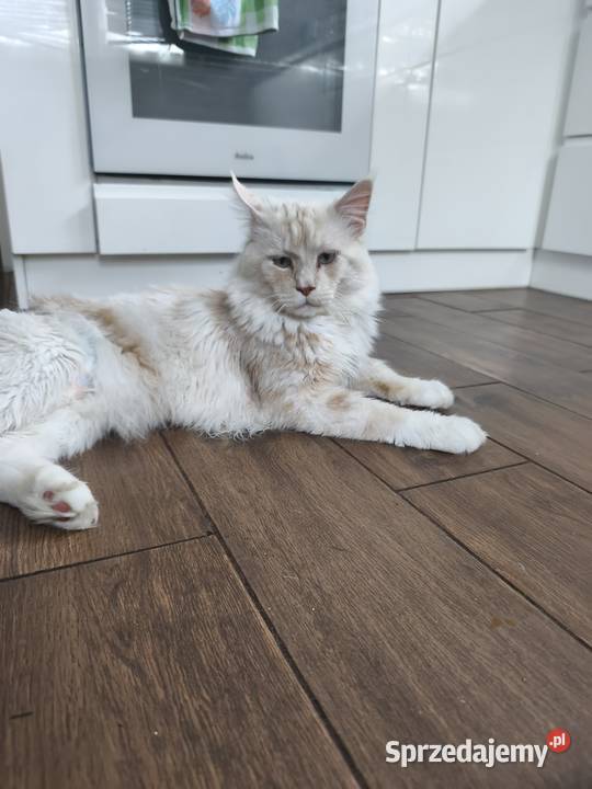 Kocurek Maine coon Amon podkarpackie Lipa