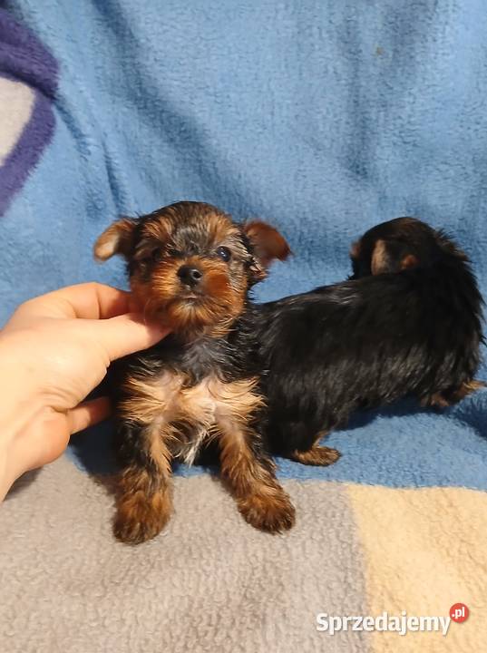 yorkshire terrier suczka samiec mini czarno Rzeszów