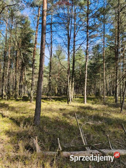 Las sosnowy 50letni pastwiska 9111 m Pustelnik 22.3m