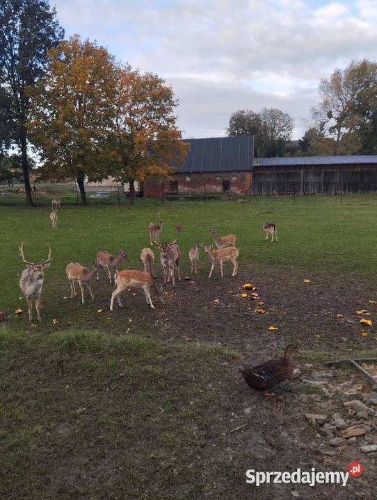 Sprzedam daniele kujawsko-pomorskie Płużnica