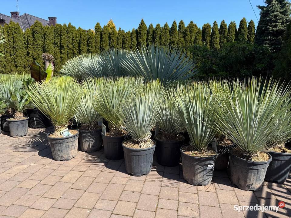 Yucca Rostrata juka Rostrata mrozoodporna do Dudki sprzedam