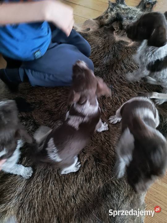 wyżeł niemiecki szorstkowłosy szczeniaki Pozostałe podkarpackie Mielec