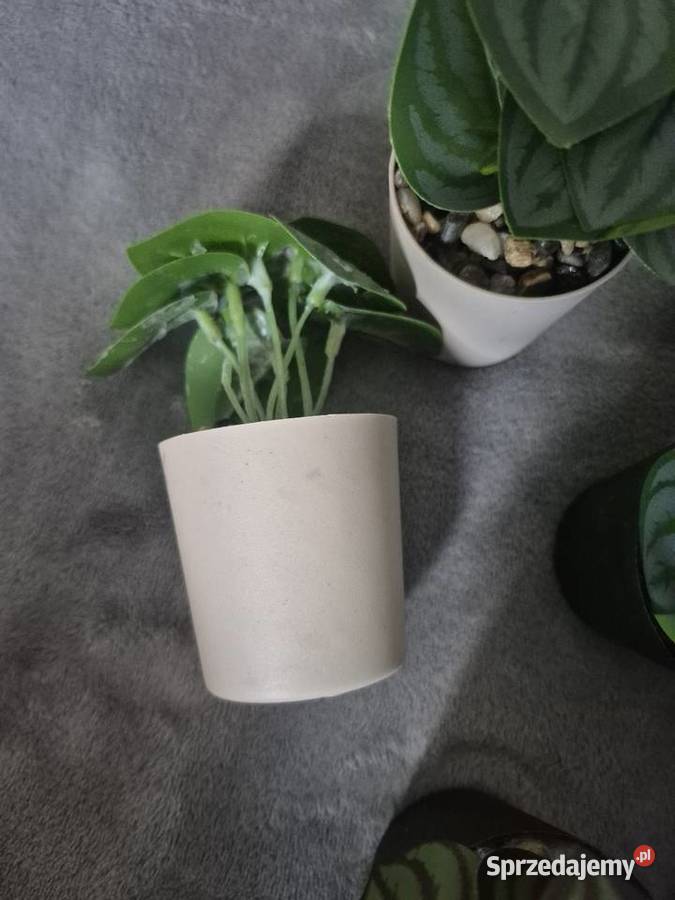 Zestaw kwiatków Czerwionka-Leszczyny sprzedam