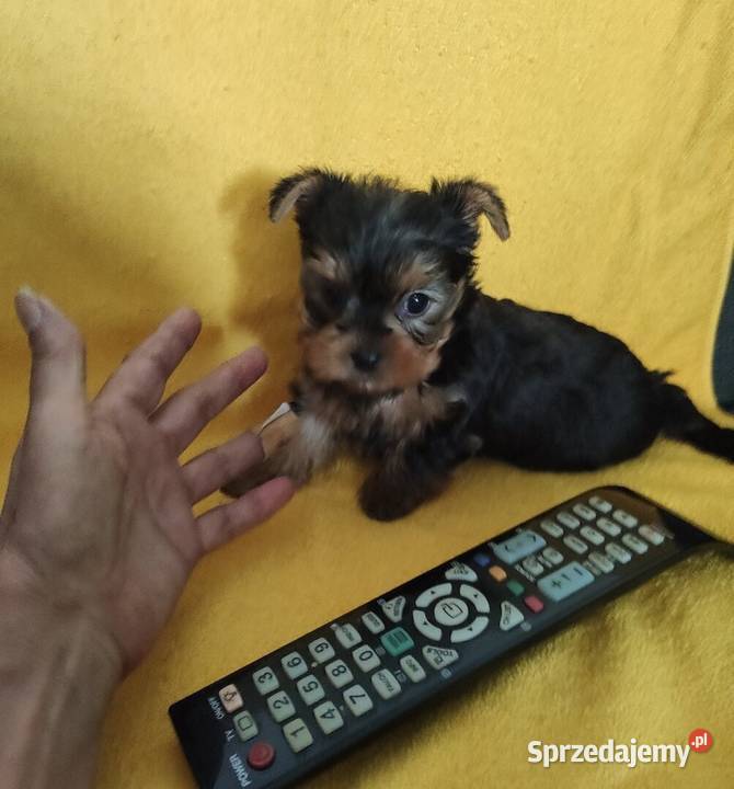 Yorkshire terrier merle pieski Żory sprzedam