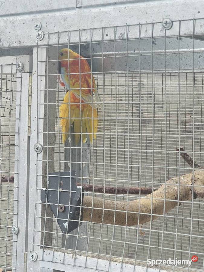 Łąkówka samiec Godów sprzedam