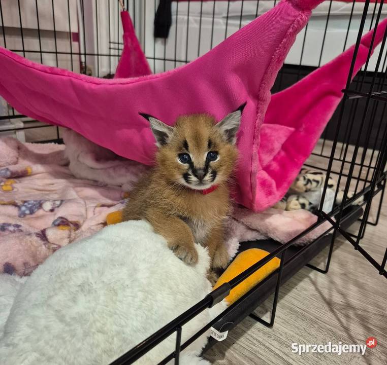 Karakal stepowy caracal młode koty łagodne Pozostałe Pasłęk