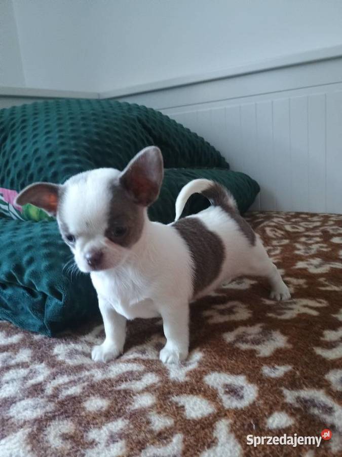 Chihuahua dziewczynka wyjątkowa Chihuahua Kleszczów