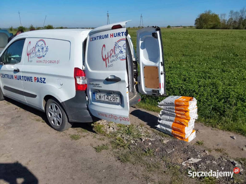 Nasiona kukurydzy Pioneer P8255 FAO Z230 K240 Jeziora Wielkie sprzedam