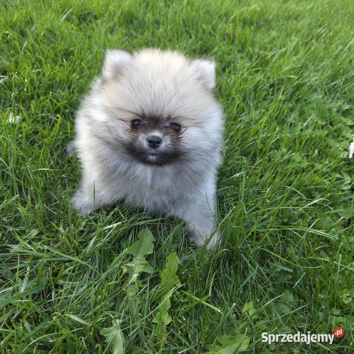 Szpic miniaturowy pomeranian zwkp fci szczeniaki Wyszków sprzedam