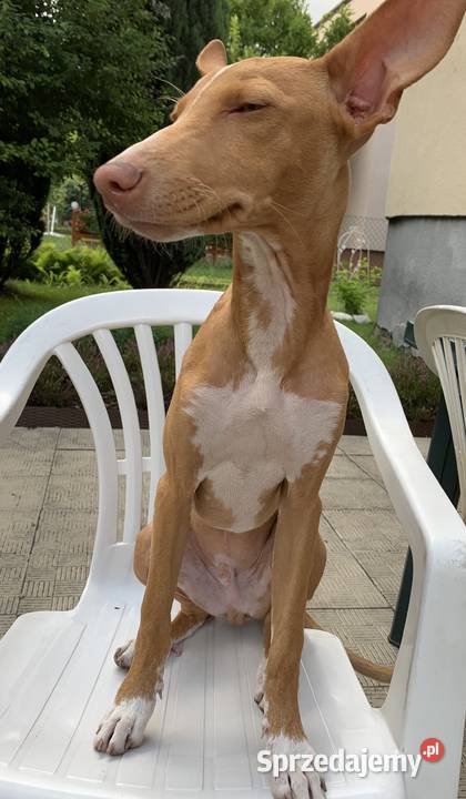 Chart sycylijski ostatni szczeniak Radzionków