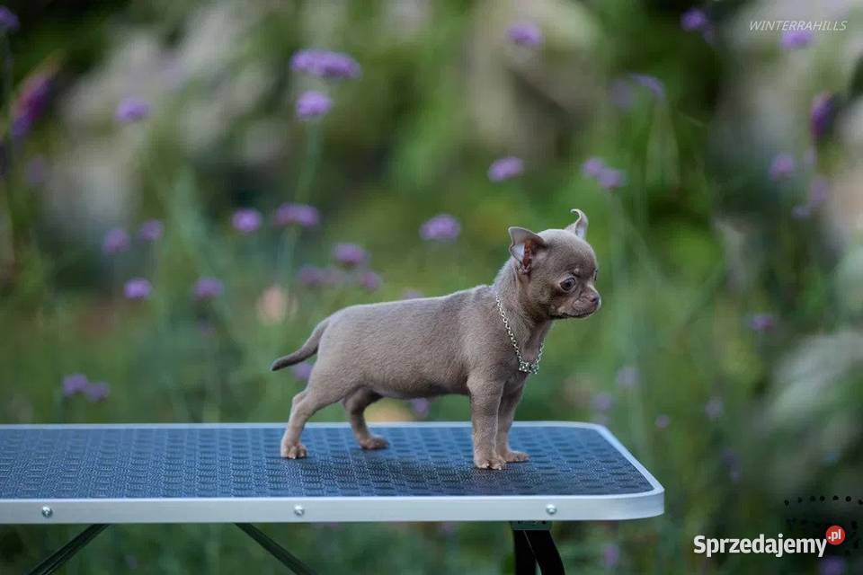 Szczeniak chihuahua zachodniopomorskie Szczecin