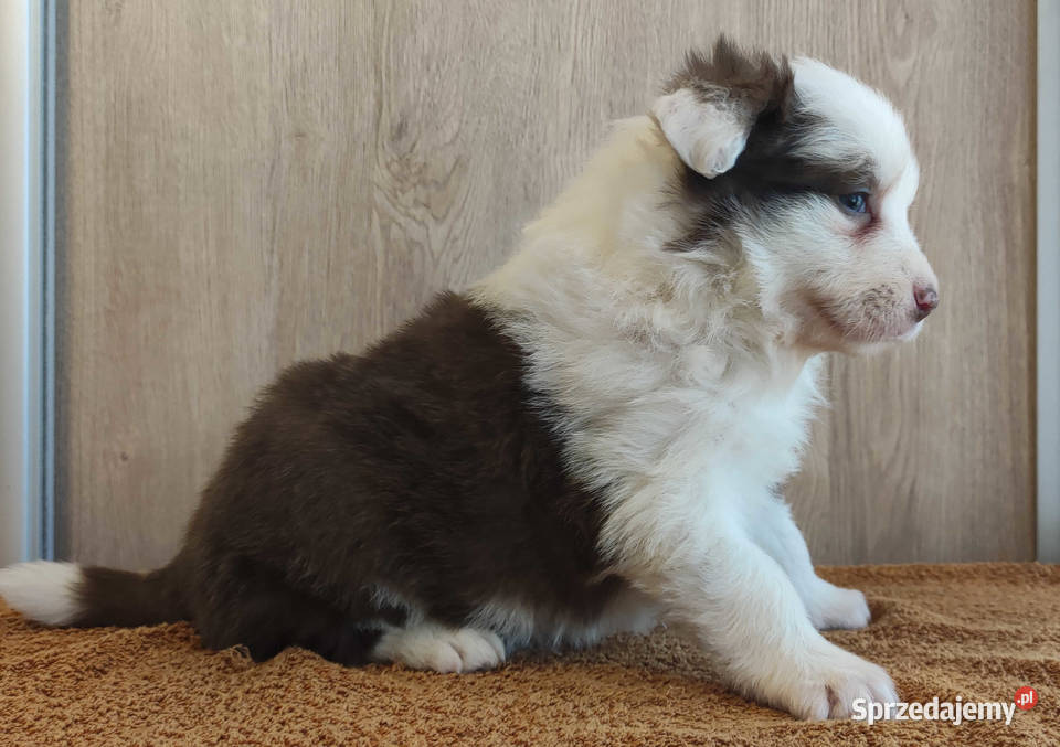 Rasowa suczka Border Collie z pełną dok Iwonicz