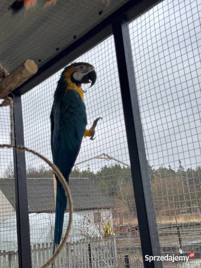 Hodowlany samiec Ara Ararauna Małogoszcz