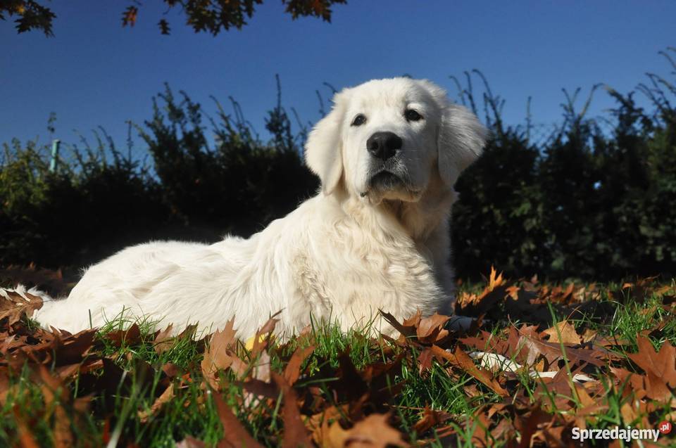 Owczarek podhalański ZkwP FCI szczeniaki sprzedam