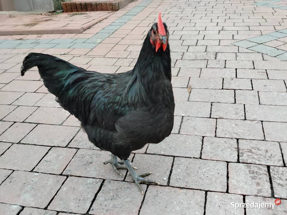 Koguty rasy australorp Ptaki Sandomierz sprzedam