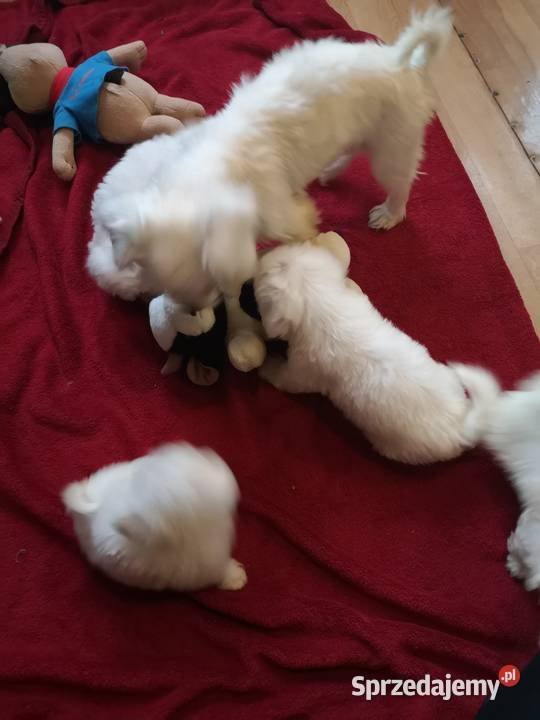 Maltanczyk Przepiękne Szczenięta ODBIÓR Szczecinek