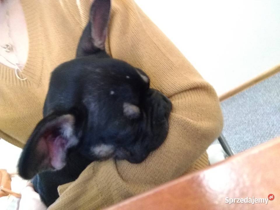 Buldog francuski 4 miesięczna suczka Buldog Radom sprzedam
