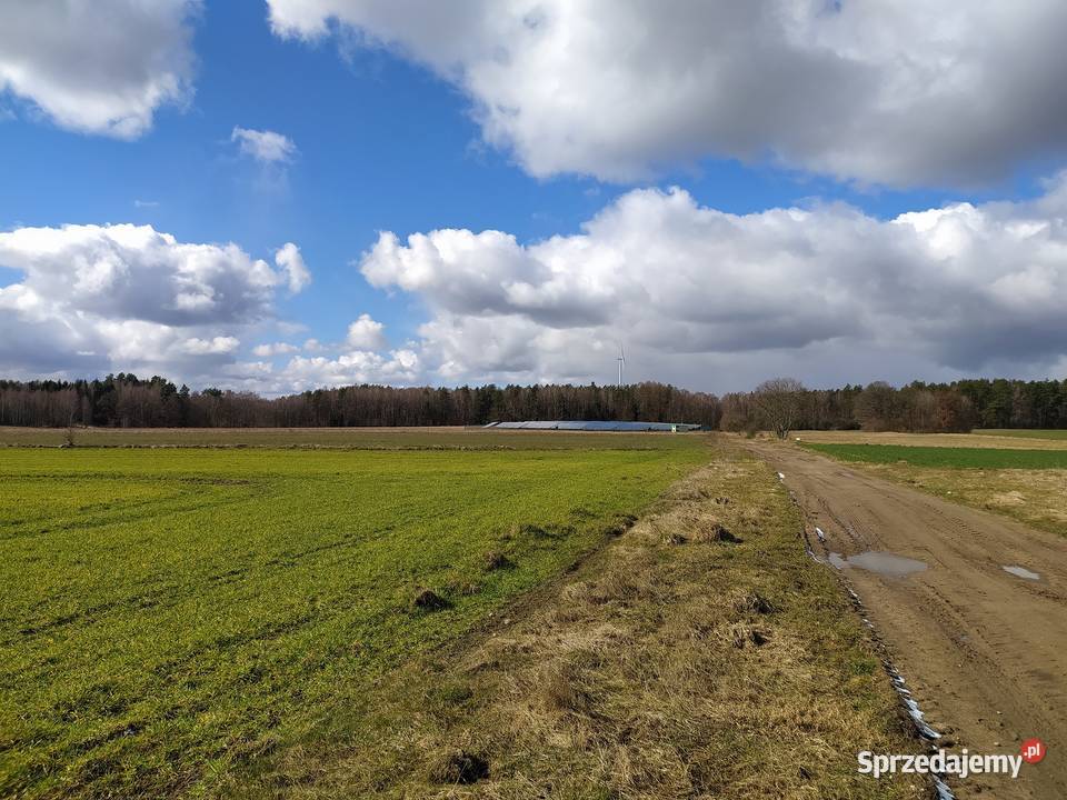 tapeta z Windows XP Sprzedaż Kaczkowo