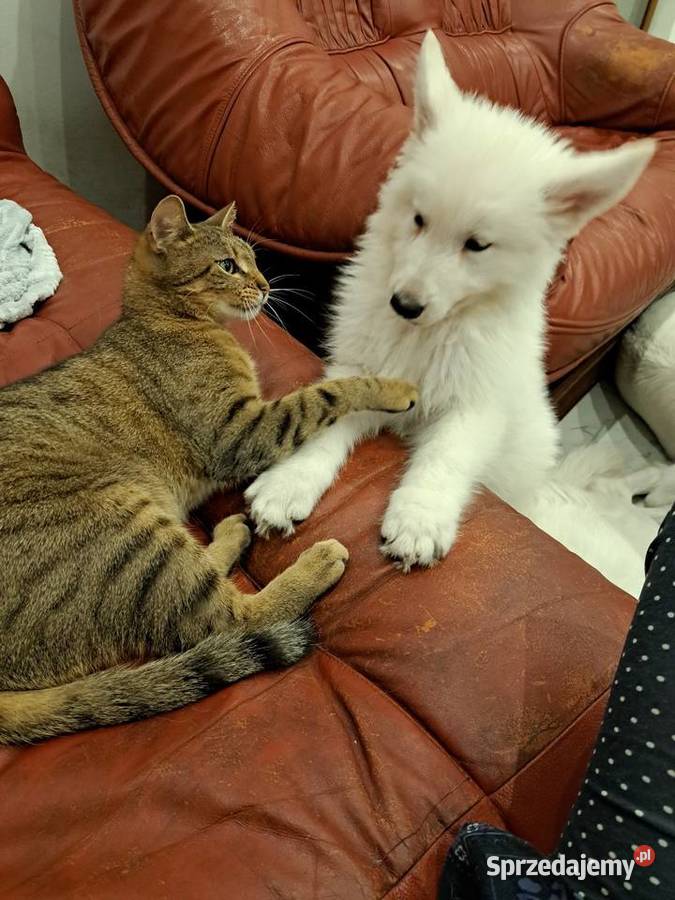 Bialy Owczarek Szwajcarski FCI ZWOLNILY się Bytom