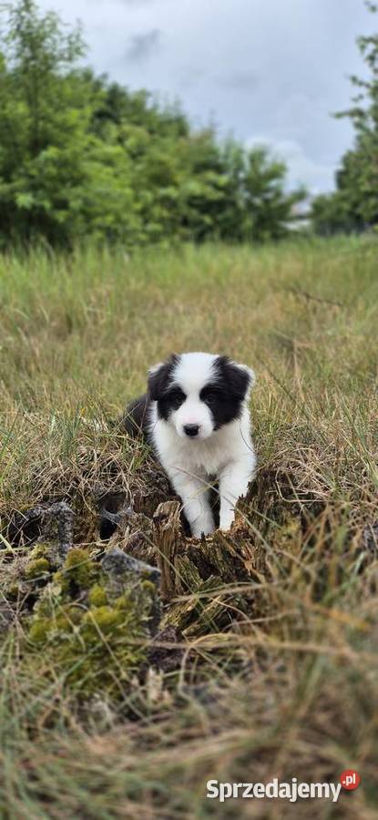 Border collie Zielonka sprzedam