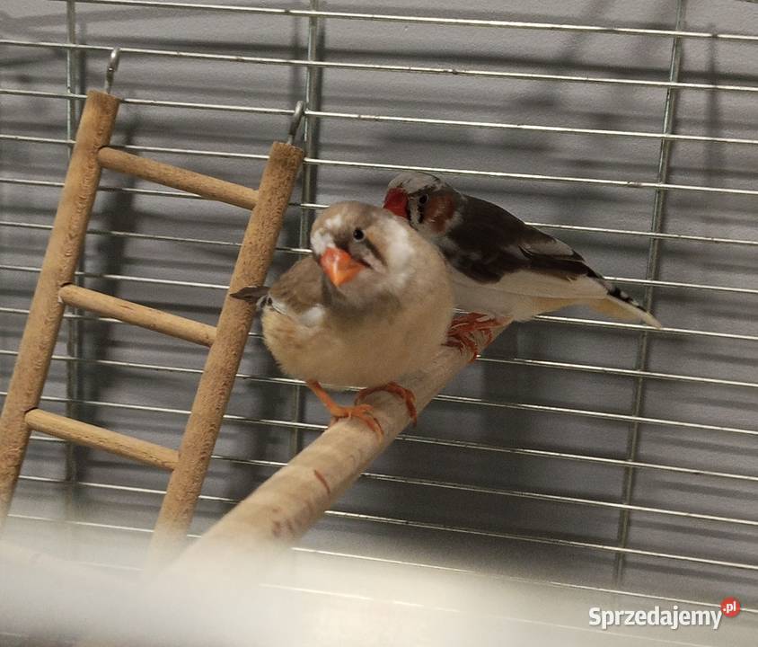 Sprzedam ptaszki zeberki z klatką Słupca