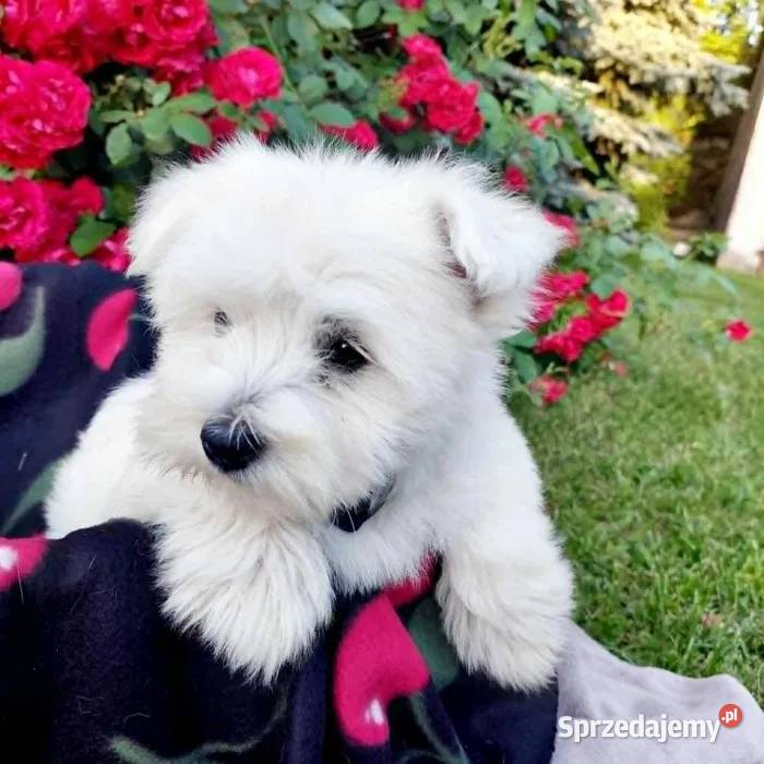 West highland white terrier szczeniak Psy Brudzów