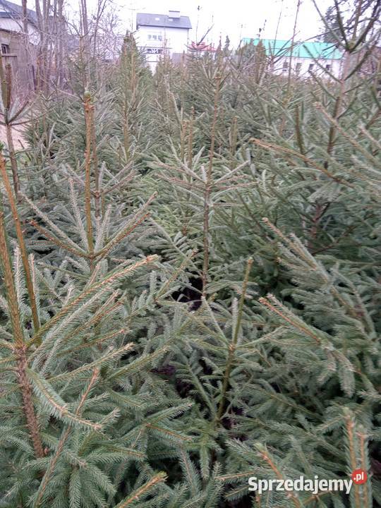Sadzonki jodły pospolitej i świerka 44 sprzedam