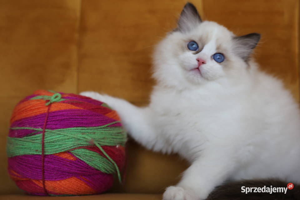 Koteczka Wicca z hodowli Castillo Cat Santocko