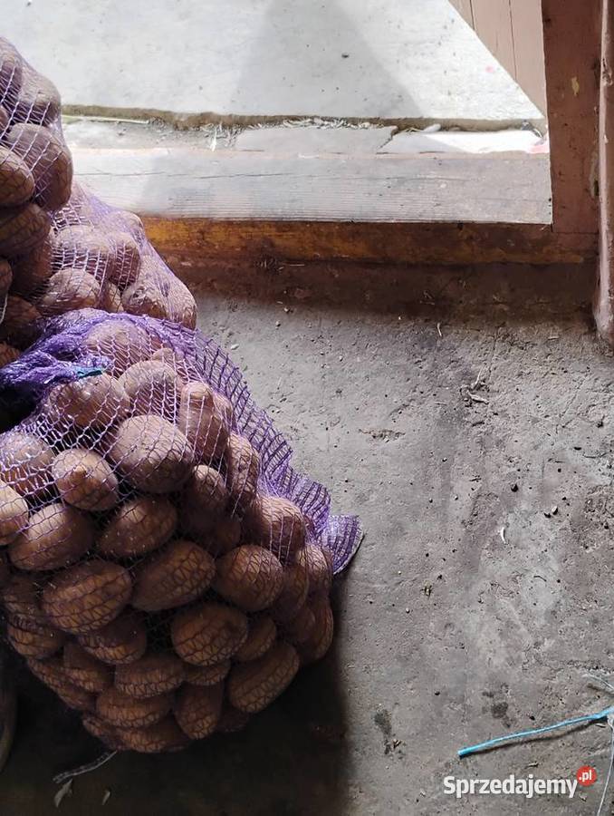 Sprzedam ziemniaki bellaroza na oborniku