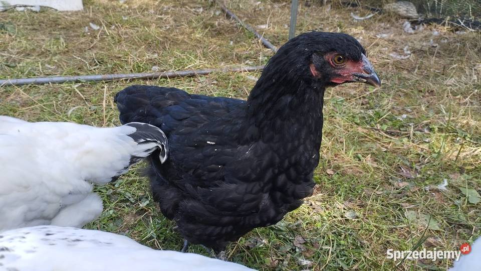 Kogutki Sussex leghorn mix Podwody