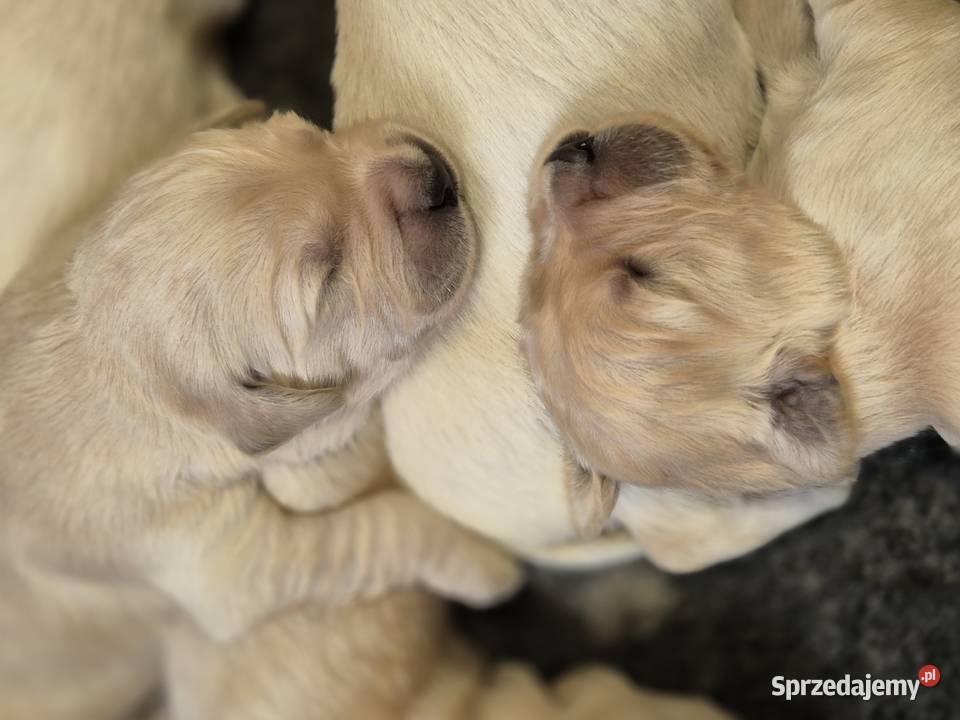 Golden retriever złote szczenięta mazowieckie Warszawa sprzedam