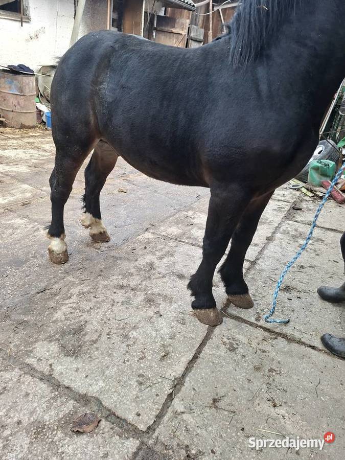 Sprzedam konia Huta Stara