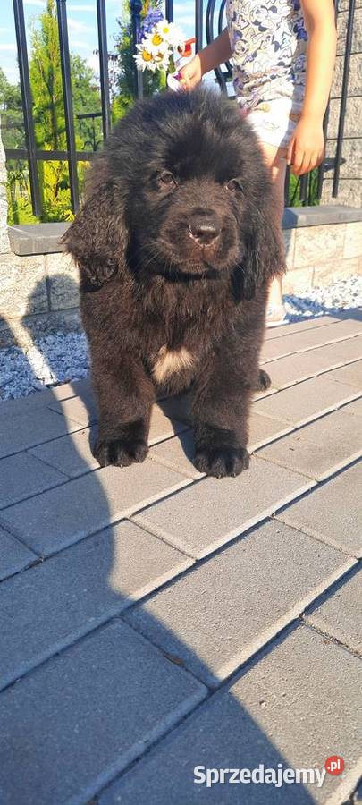 Szczeniaki Nowofundland Wodołaz ZKWP FCI Oborniki