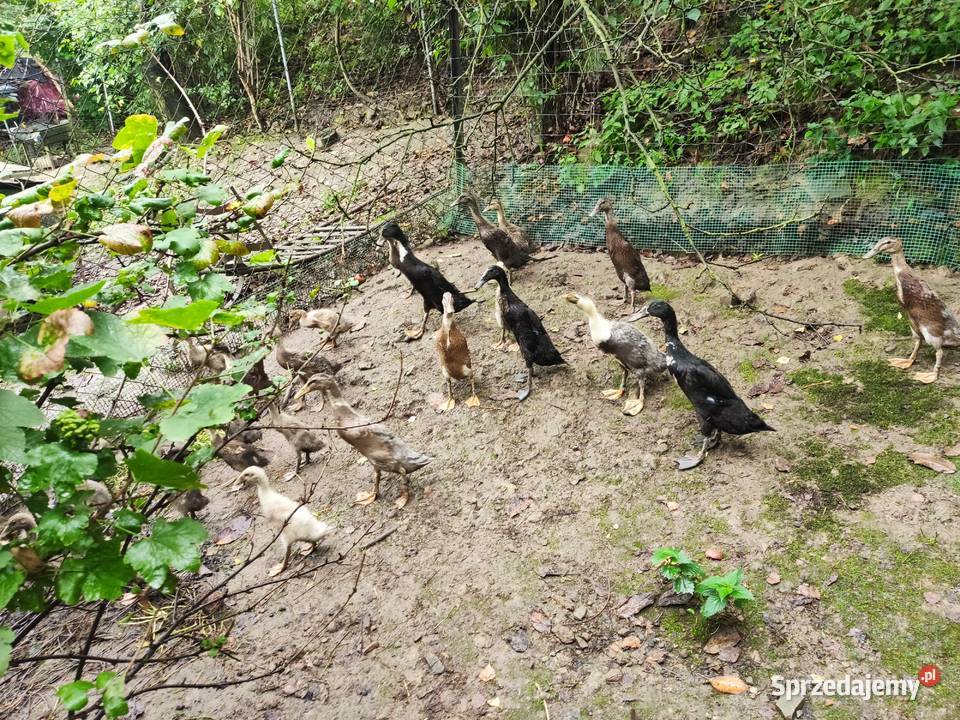 Małe kaczuszki biegusy kaczki biegus indyjski Dobczyce