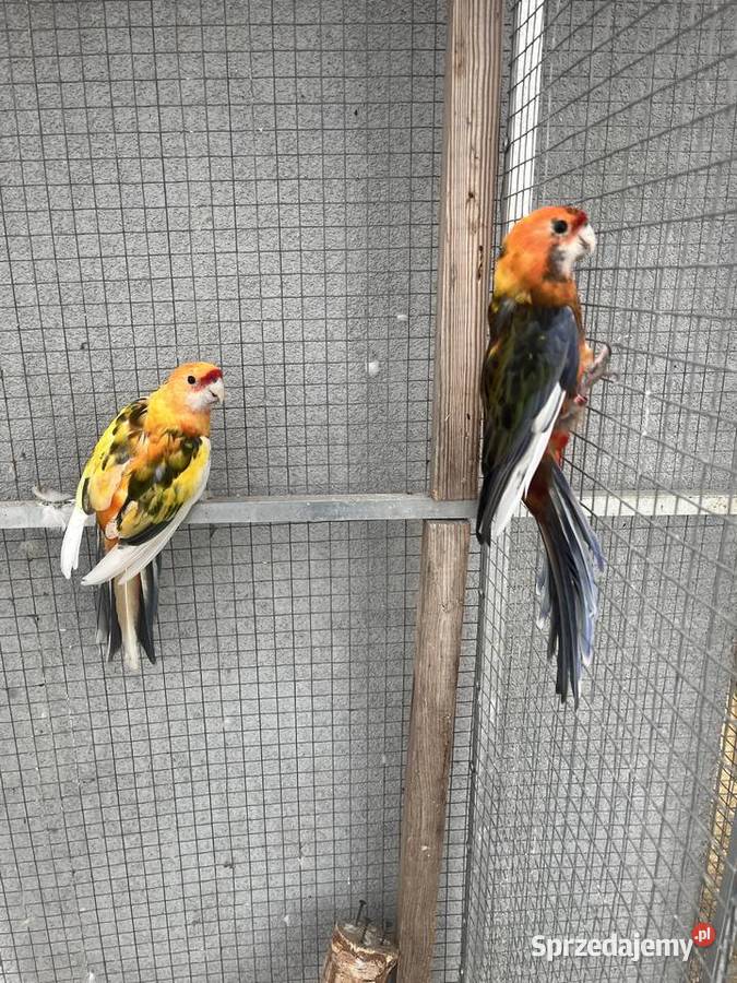 Rozelle królewskie szeki pomarańczowe śląskie Sośnicowice