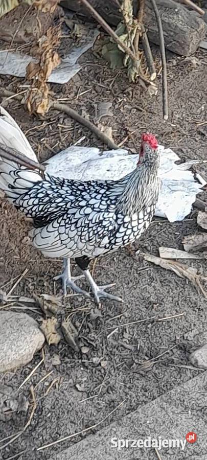 Koguty serebrytki łódzkie