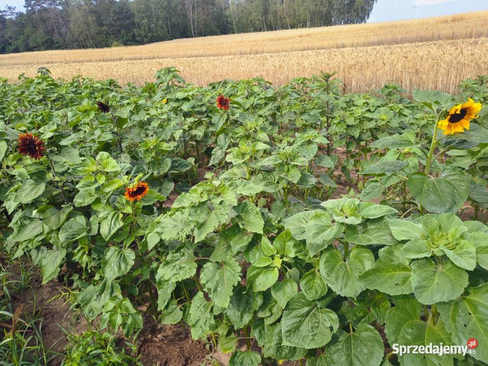 Piękne słoneczniki cięte 1 prosto z pola