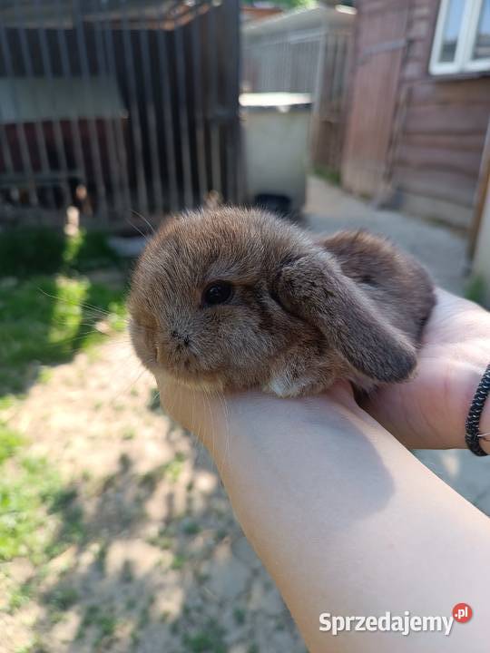 Króliki Mini Lop Jaśliska