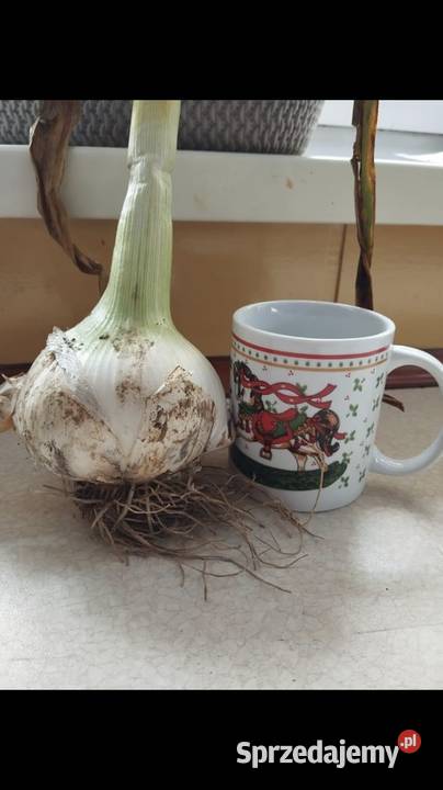 Czosnek sloniowy świętokrzyskie Rataje Słupskie