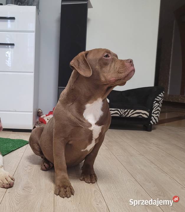 American bully Abkc standard suczki 7 miesiecy Janów Lubelski