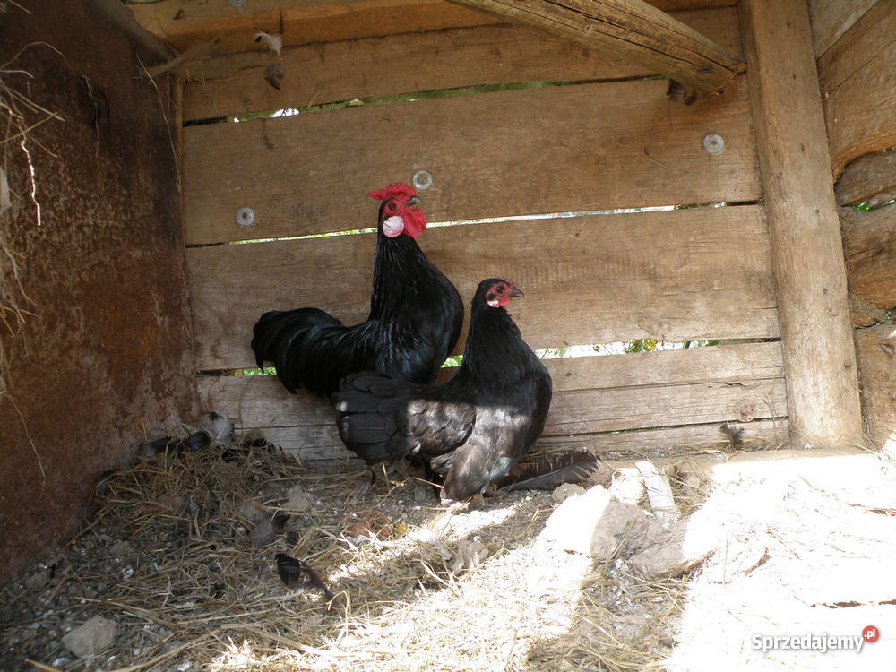kury ozdobne Pozostałe