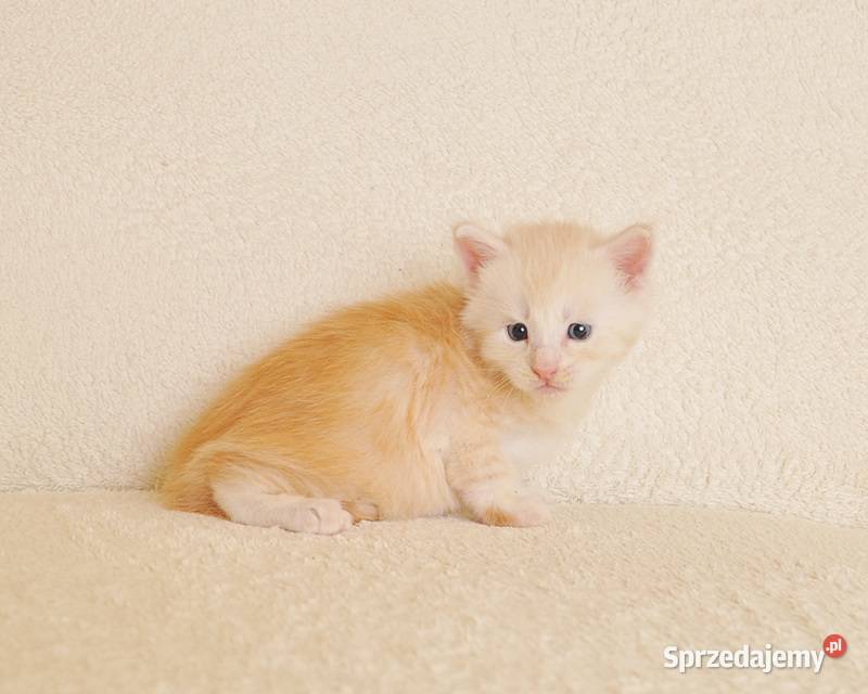 Śliczny kocurek Maine Coon LEGALNA HODOWLA Białystok sprzedam
