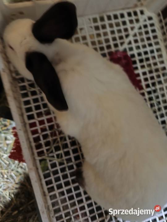 Samica Burgundzka i inne Pozostałe Jasieniec